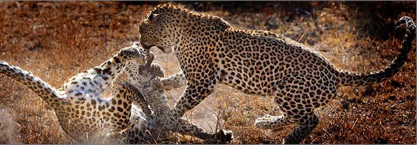 Elephant Plains Game Lodge  - www.Africansafaris.Travel