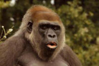 Gorillas through the Mist - Customized Safaris in Rwanda and Uganda - www.Africansafaris.Travel